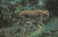  lynx,forêt,félin 